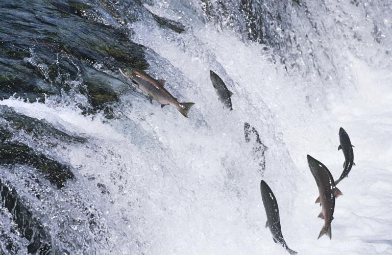 zalm.jpg